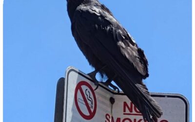 What a Raven?